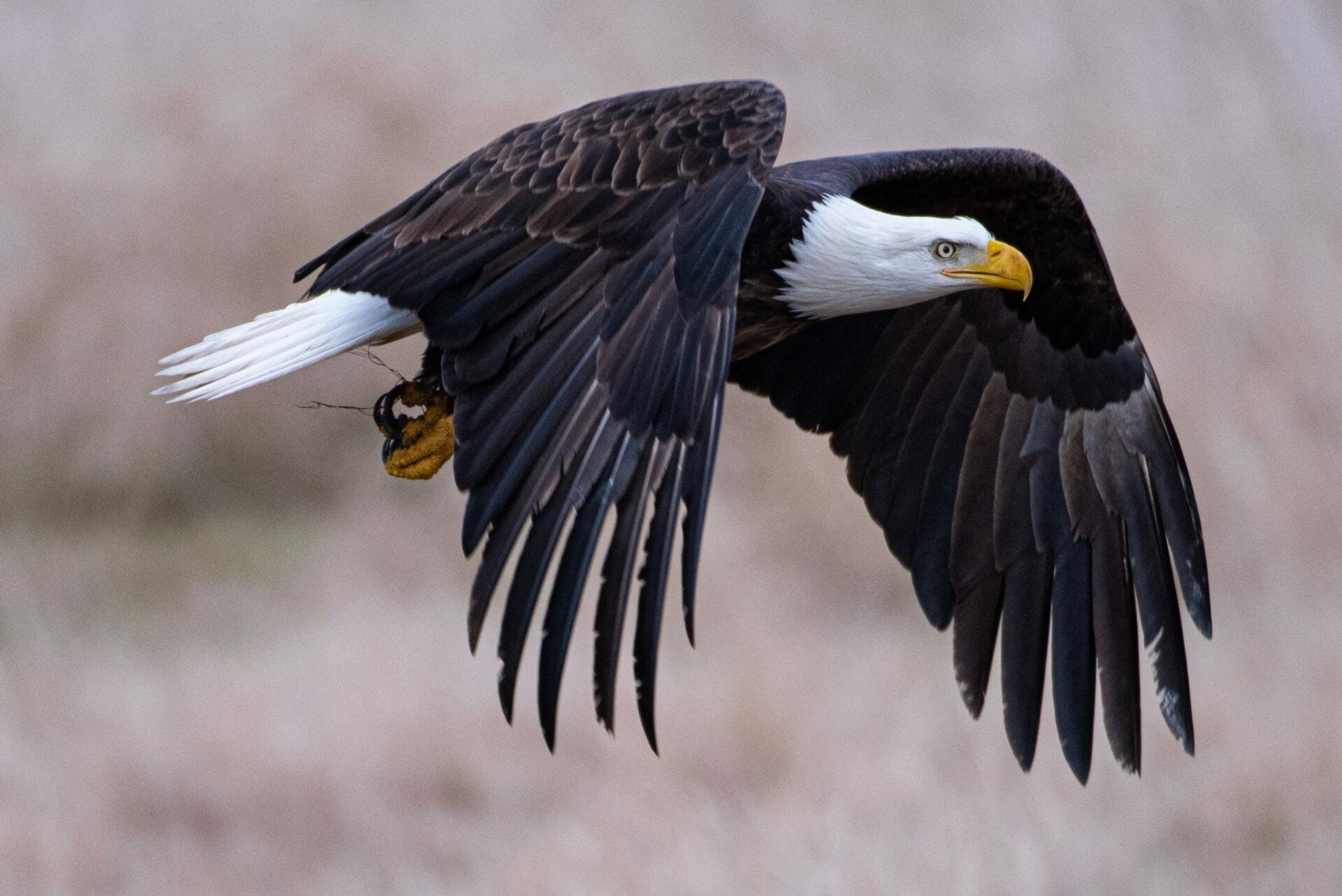An eagle